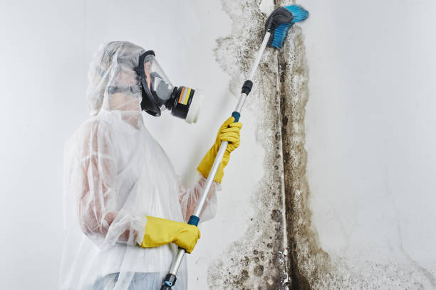 Home Mold Removal in Berea, SC