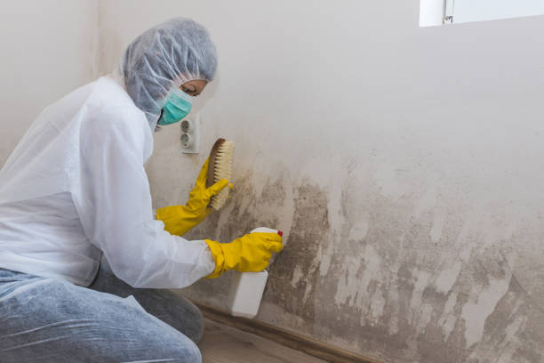 Mold Removal Process in Berea, SC