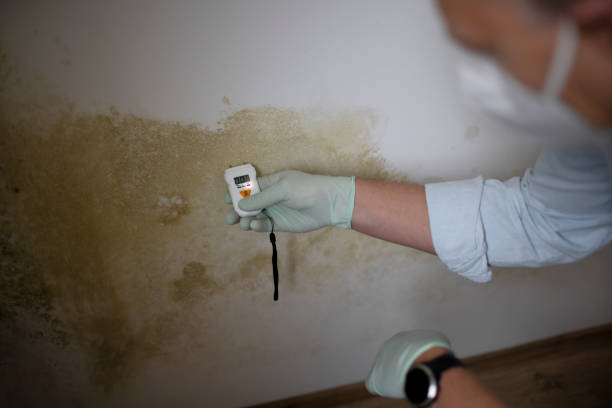 Berea, SC Mold Removal Company