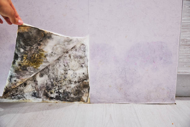 Best Professional Mold Removal  in Berea, SC
